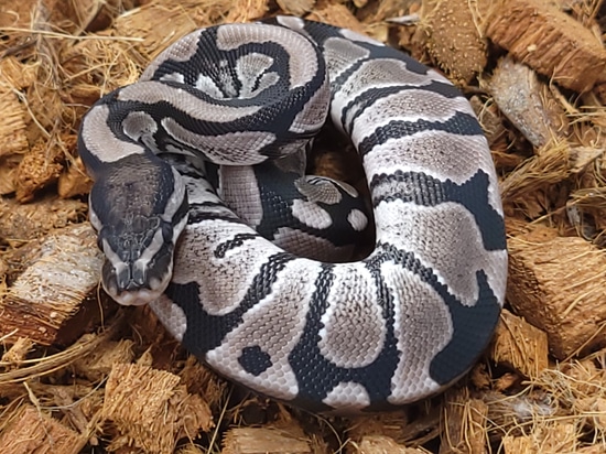 VPI Axanthic Het DG Ball Python by CF Snakes