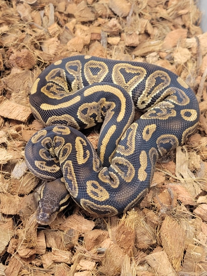 Black Pastel Het Lavender Ball Python by CF Snakes