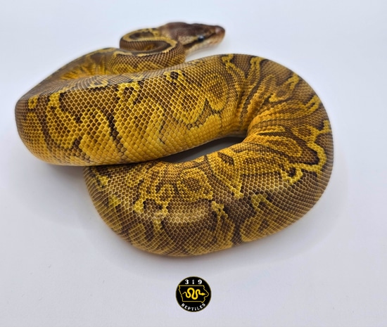 Sunset Pastel 100% Het Clown Ball Python by 319 Reptiles
