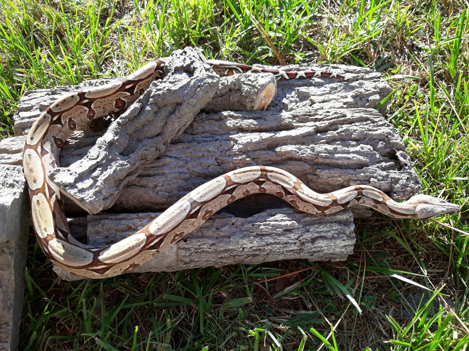 Trio Of South Brazilian Boas Shorttailed Boa Constrictor by CF Exotics