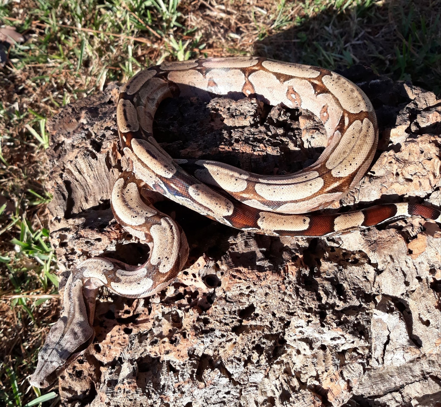 Trio Of South Brazilian Boas Shorttailed Boa Constrictor by CF Exotics