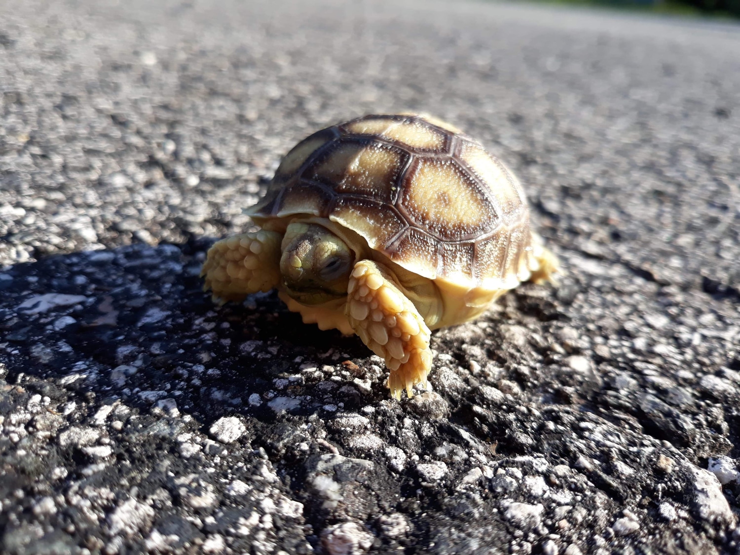 Sulcata Temperature Sexed For Sulcata Tortoise by CF Exotics LLC