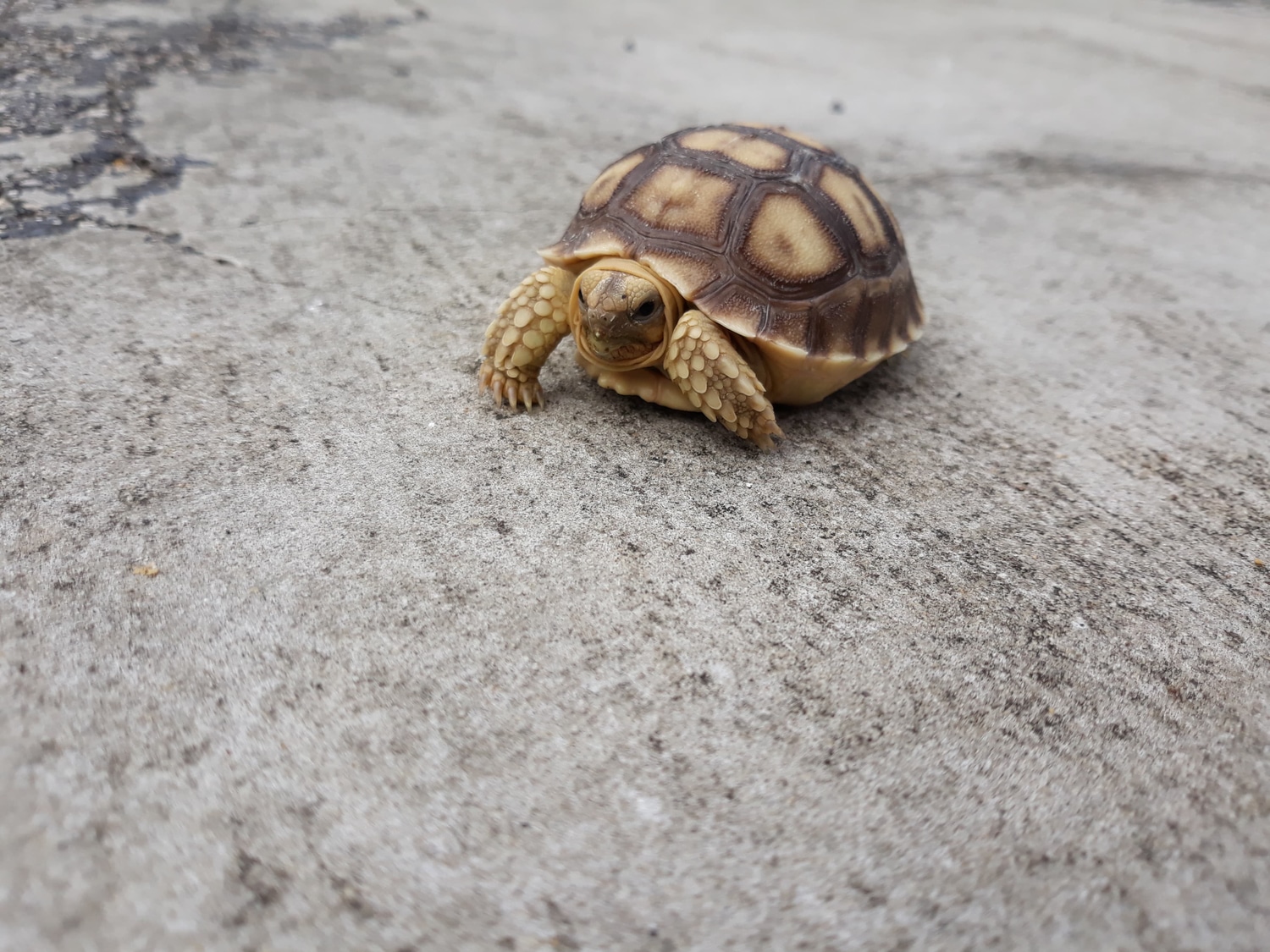 Sulcata Temperature Sexed For Sulcata Tortoise by CF Exotics LLC