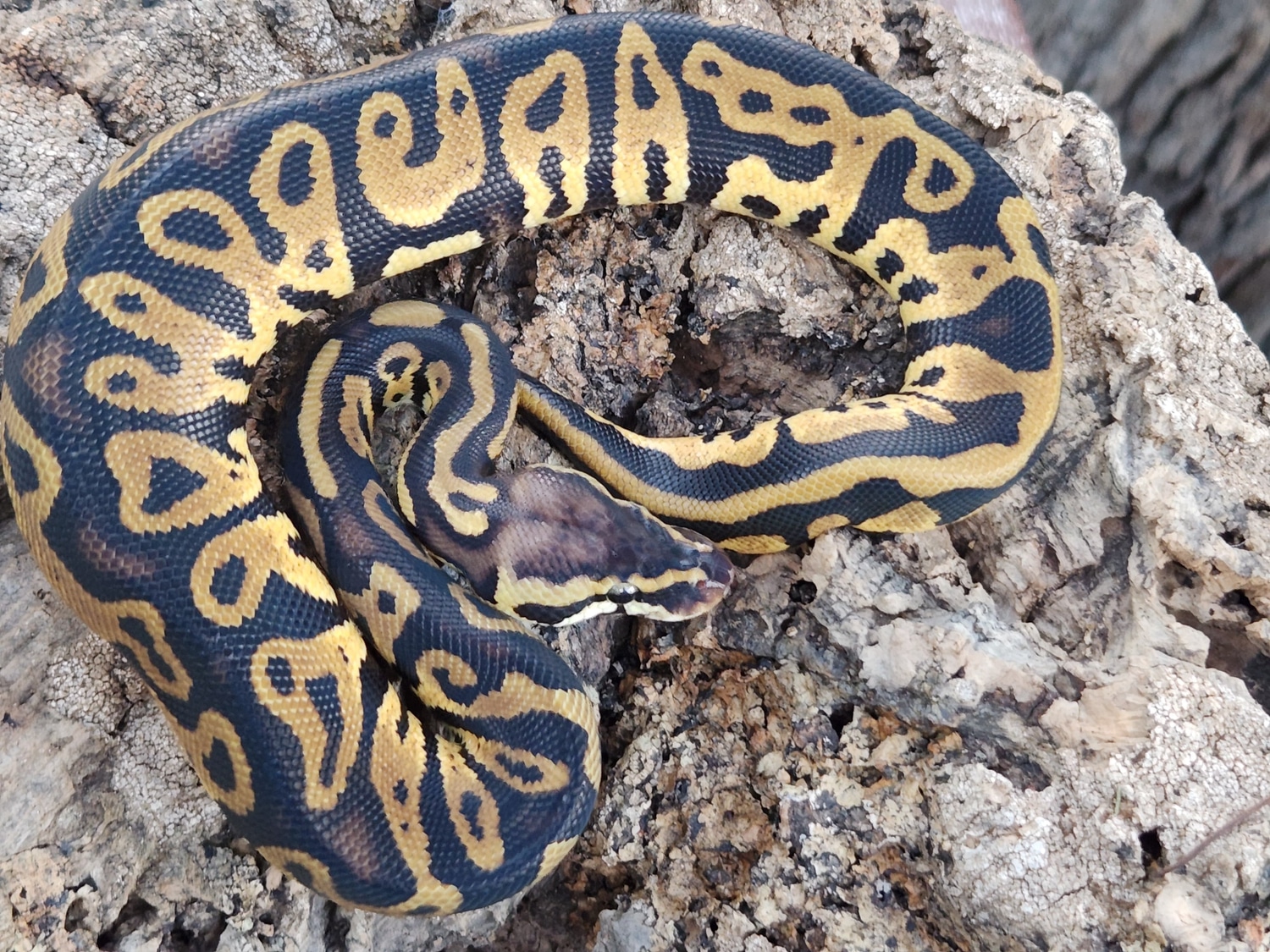 Pastel Leopard Ball Python by CF Exotics LLC. - MorphMarket