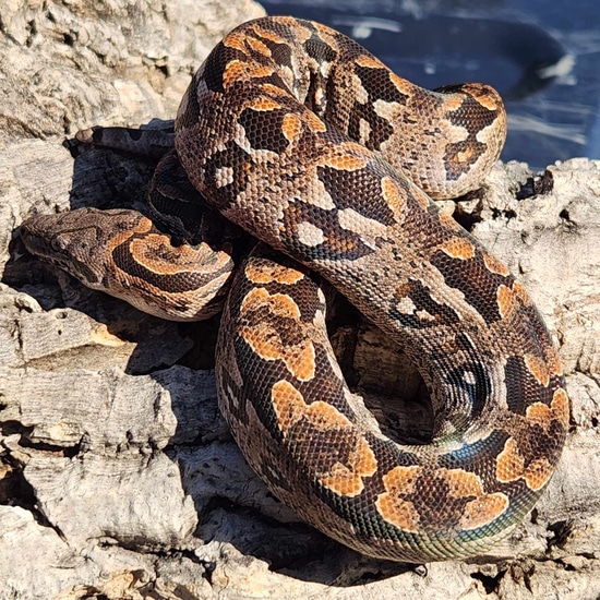 Dumeril Dumeril's Boa by CF Exotics LLC.