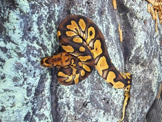 Raven Clown Ball Python by CF Exotics LLC.