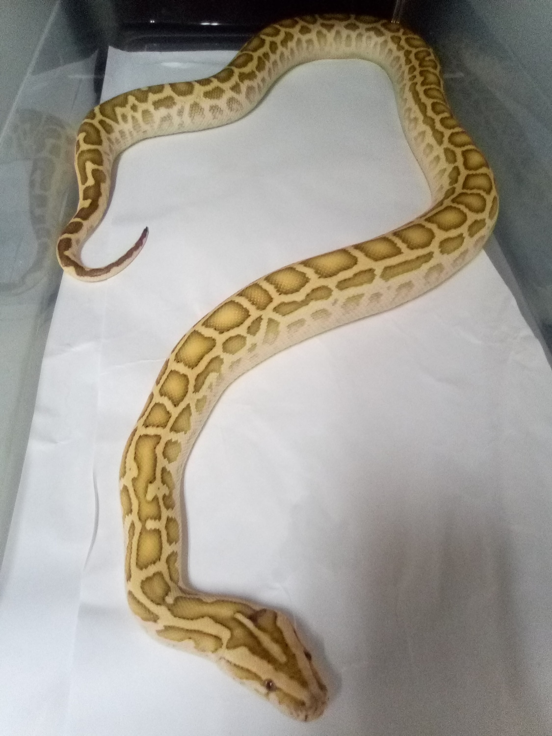Hypo Burmese Python by Franks Exotics - MorphMarket