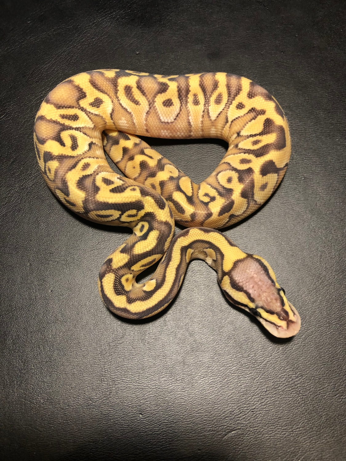 Pastel Mojave Enchi 100% Het Clown 50% Het Hypo Ball Python by Mad ...