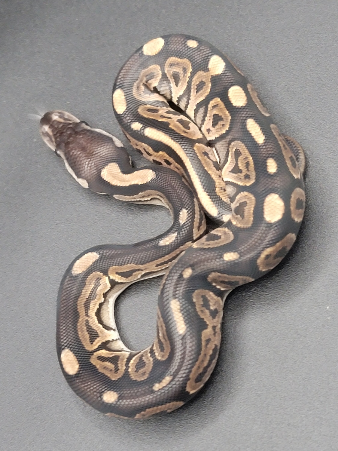 Cinnamon 66% Het Albino 66% Het Pied Ball Python by Trippin' Balls LLC ...