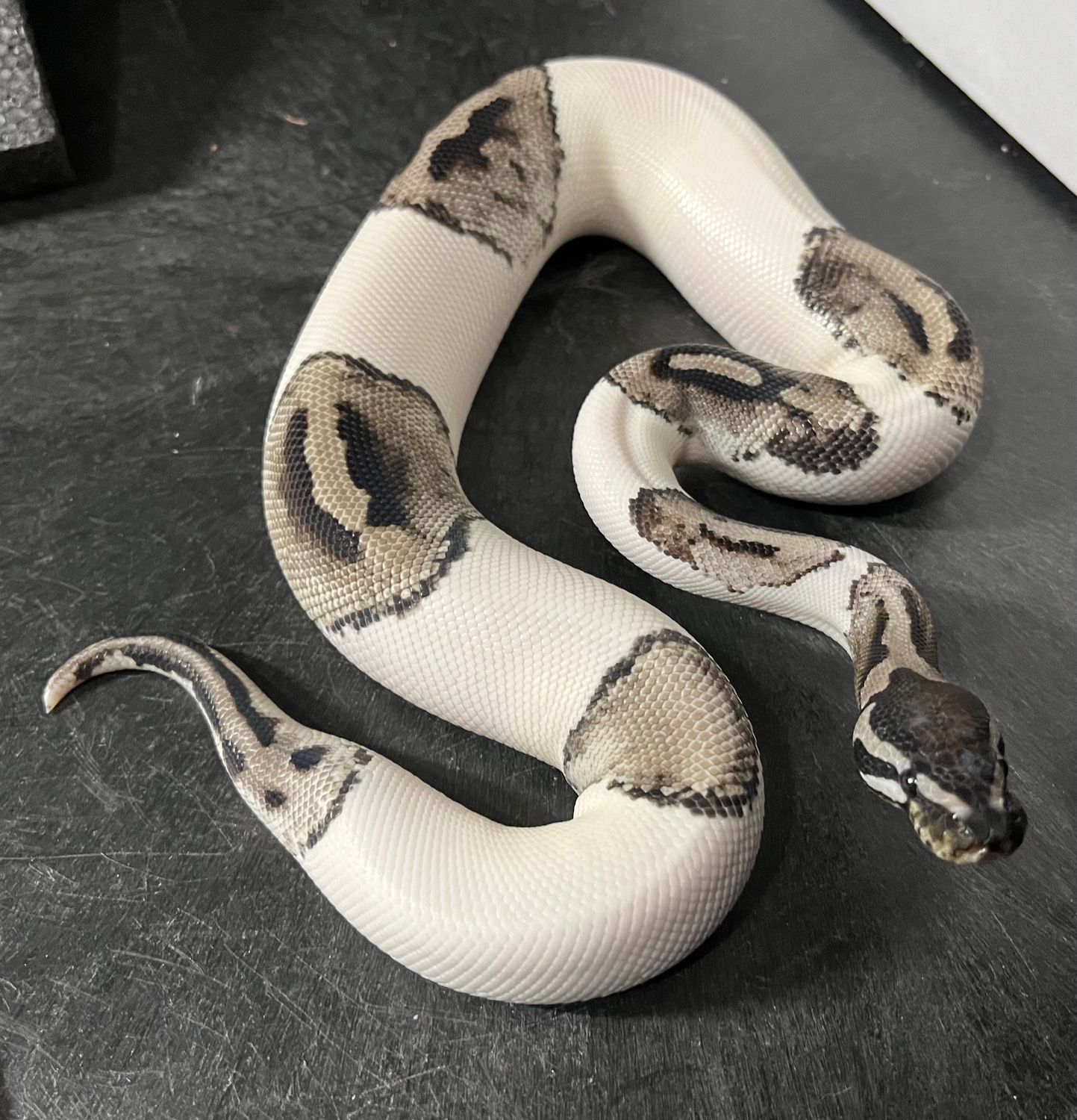 VPI Axanthic Piebald Ball Python by Berserker Pythons - MorphMarket