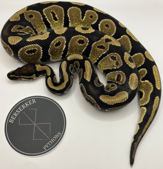Normal Dbl Het VPI Axanthic Het Piebald Ball Python by Berserker Pythons