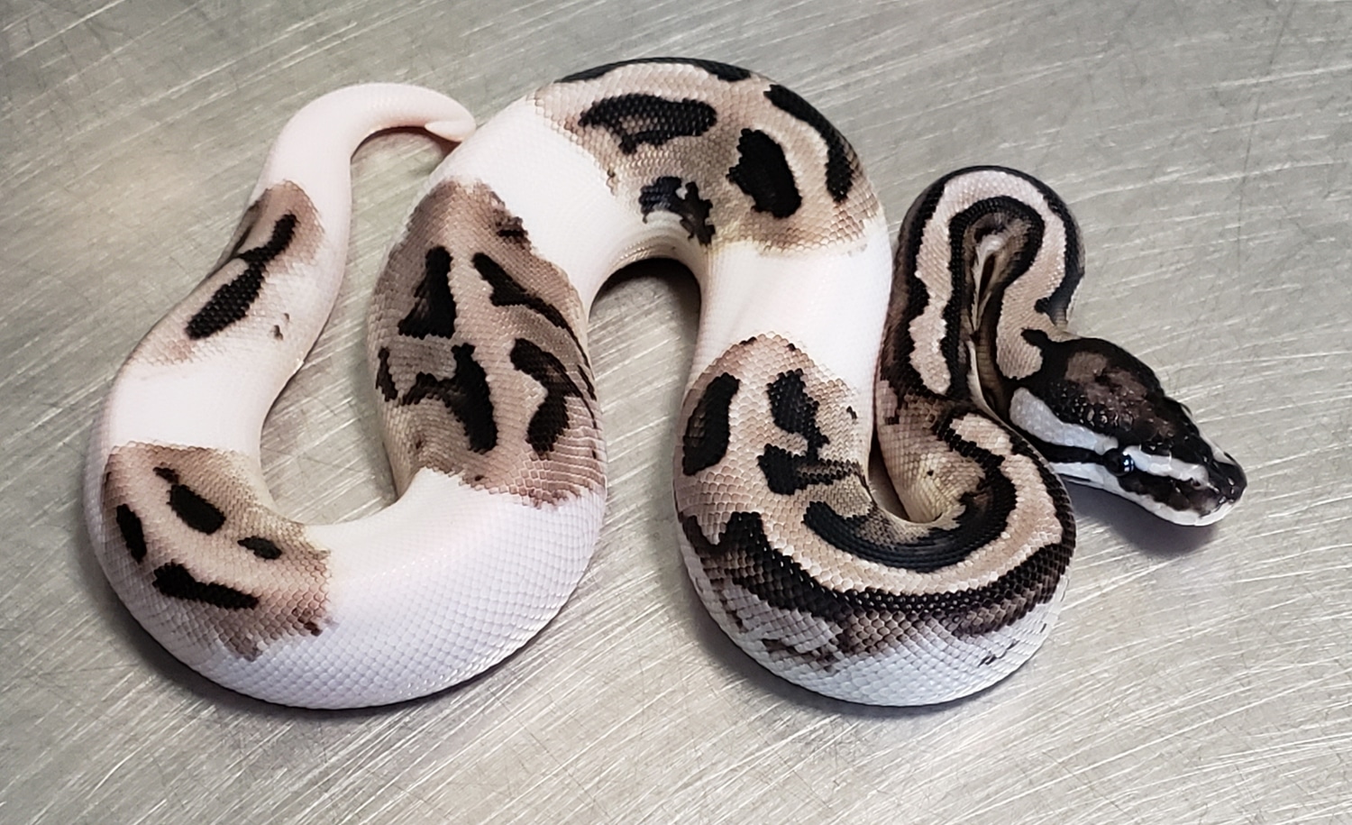 VPI Axanthic Pied Ball Python by Hulker's Herps - MorphMarket