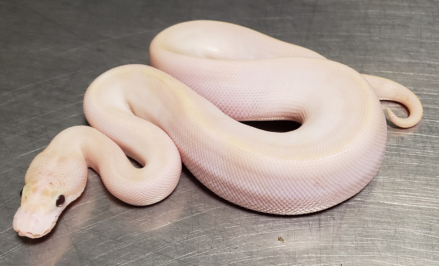 Banana Ivory Ball Python by Hulker's Herps MorphMarket