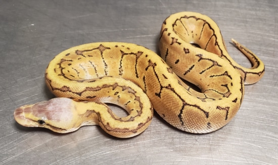 Vanilla Blast Dh True Ghost Ball Python by Hulker's Herps