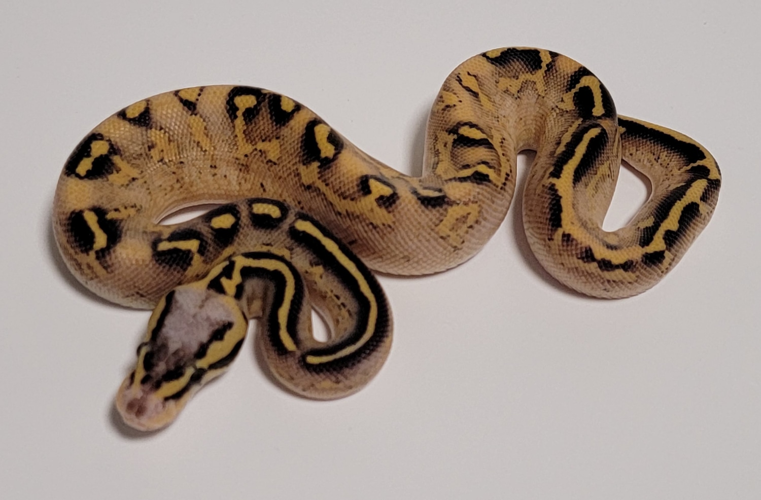 Pastel Freeway Ball Python by Hulker's Herps - MorphMarket