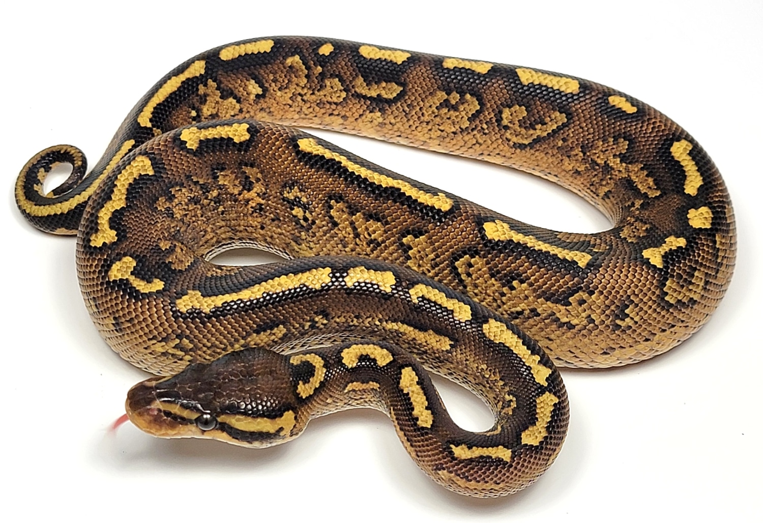 Yellowbelly Paint Ball Python by Hulker's Herps MorphMarket