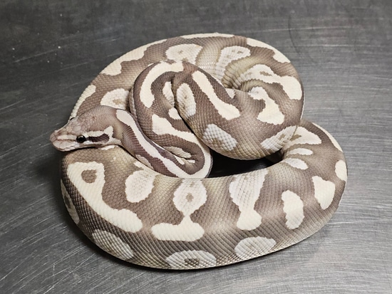 Mojave Hypo Desert Ghost Ball Python by Hulker's Herps