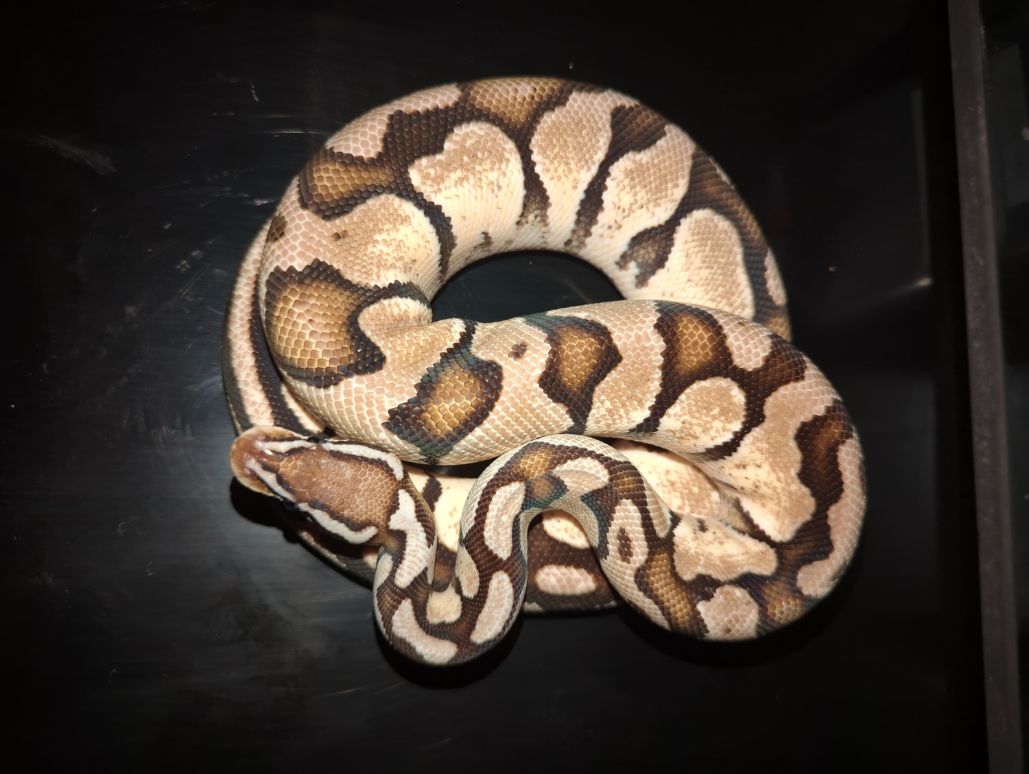 TSK Axanthic Firefly $700 Shipped Ball Python by Quad City Serpents ...
