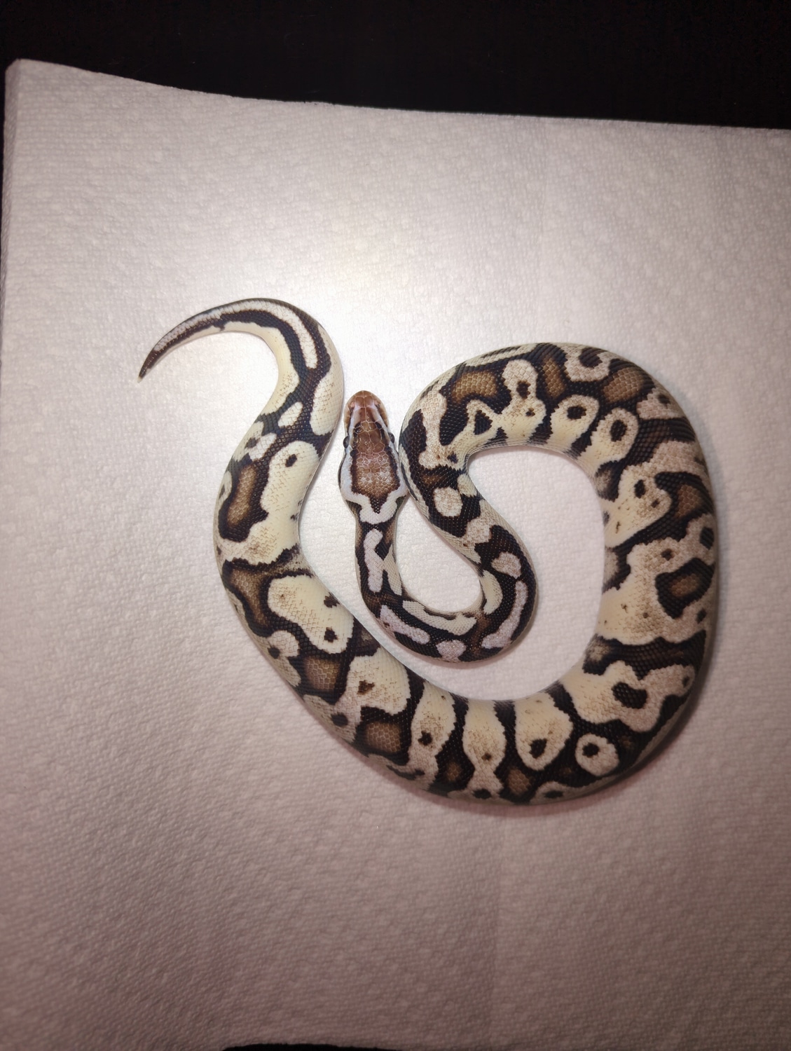 TSK Axanthic Firefly $500 Shipped Ball Python by Quad City Serpents ...