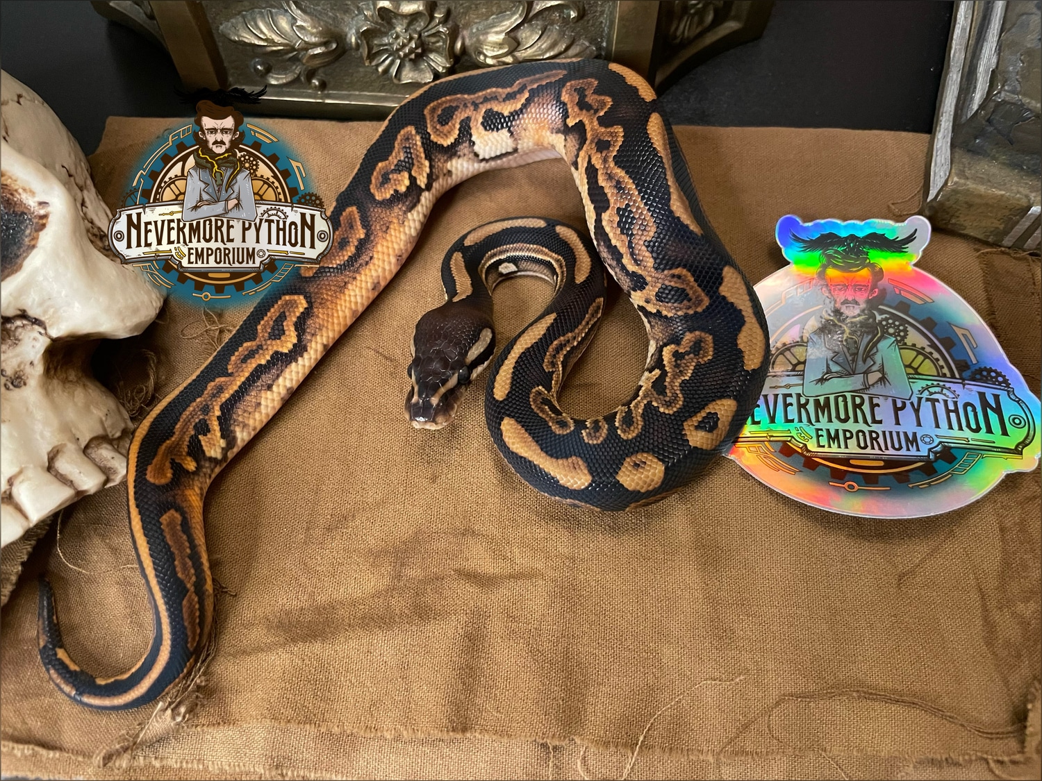 Black Pastel 100% Het Pied Ball Python by Nevermore Python Emporium ...