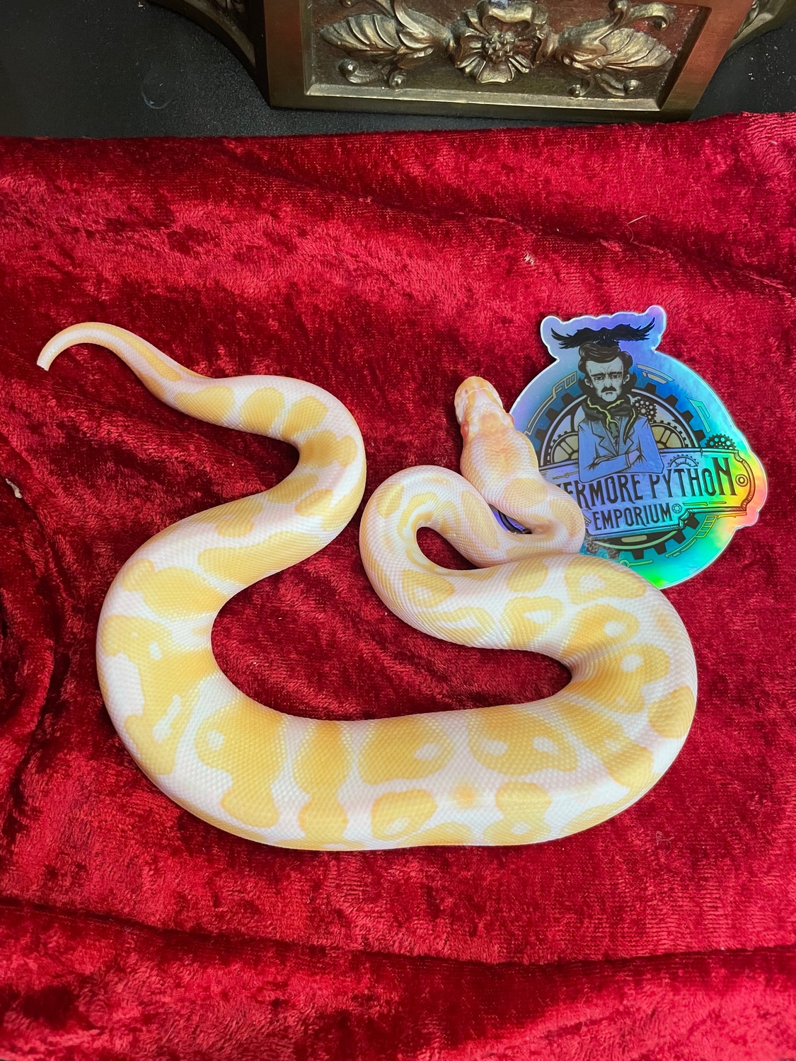 Albino Ball Python by Nevermore Python Emporium MorphMarket