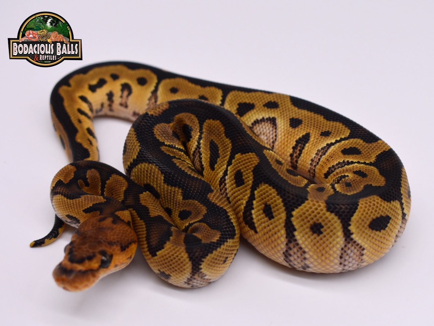 Ghi Clown Ball Python by Bodacious Balls & Reptiles MorphMarket
