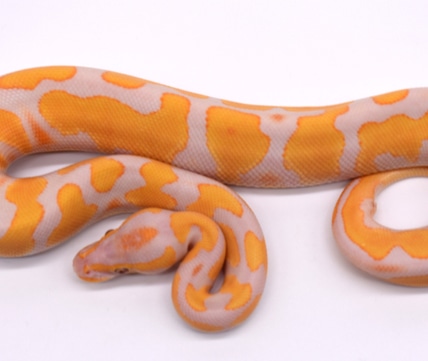 Orange Dream Yellowbelly Dreamsicle Ball Python by Bodacious Balls ...