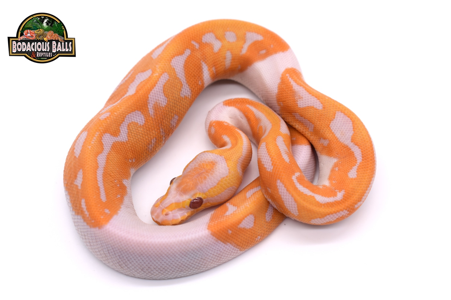 Orange Dream Yellowbelly Dreamsicle Ball Python by Bodacious Balls ...