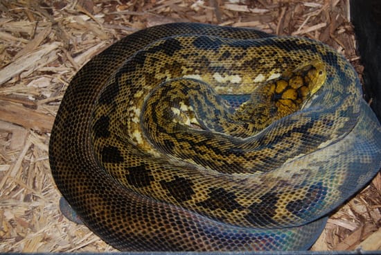 2012 Male Timor Python by Chad Gray Reptiles