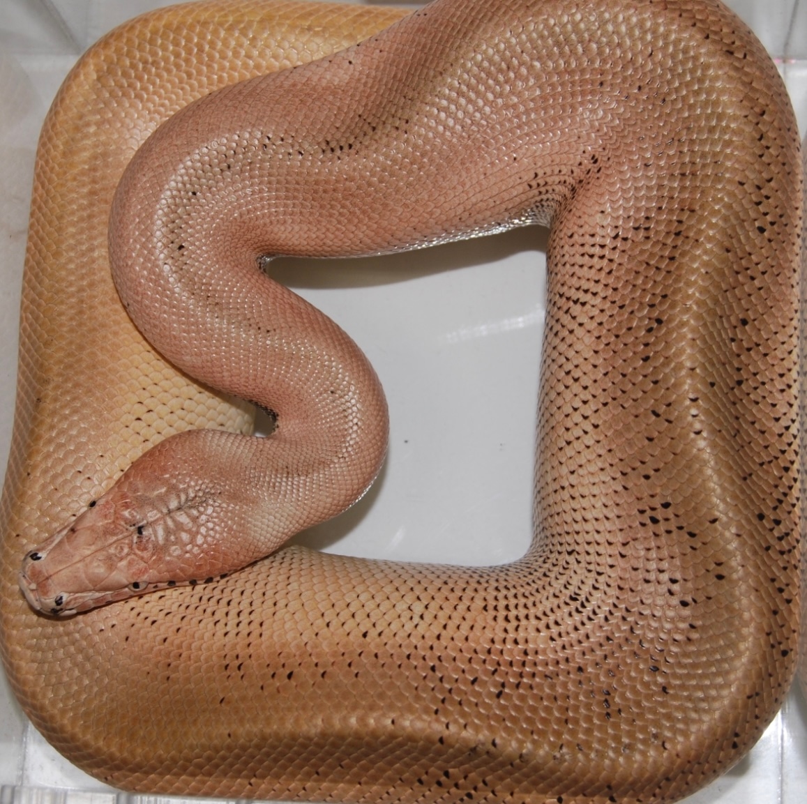 Adult Male Magpie Batrix Blood Python by Chad Gray Reptiles - MorphMarket
