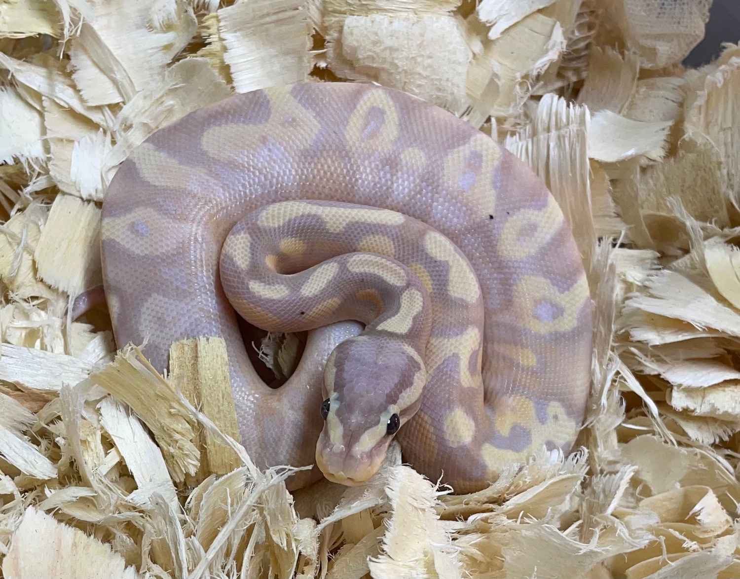 Male Banana Fire Calico Ball Python by Chad Gray Reptiles MorphMarket