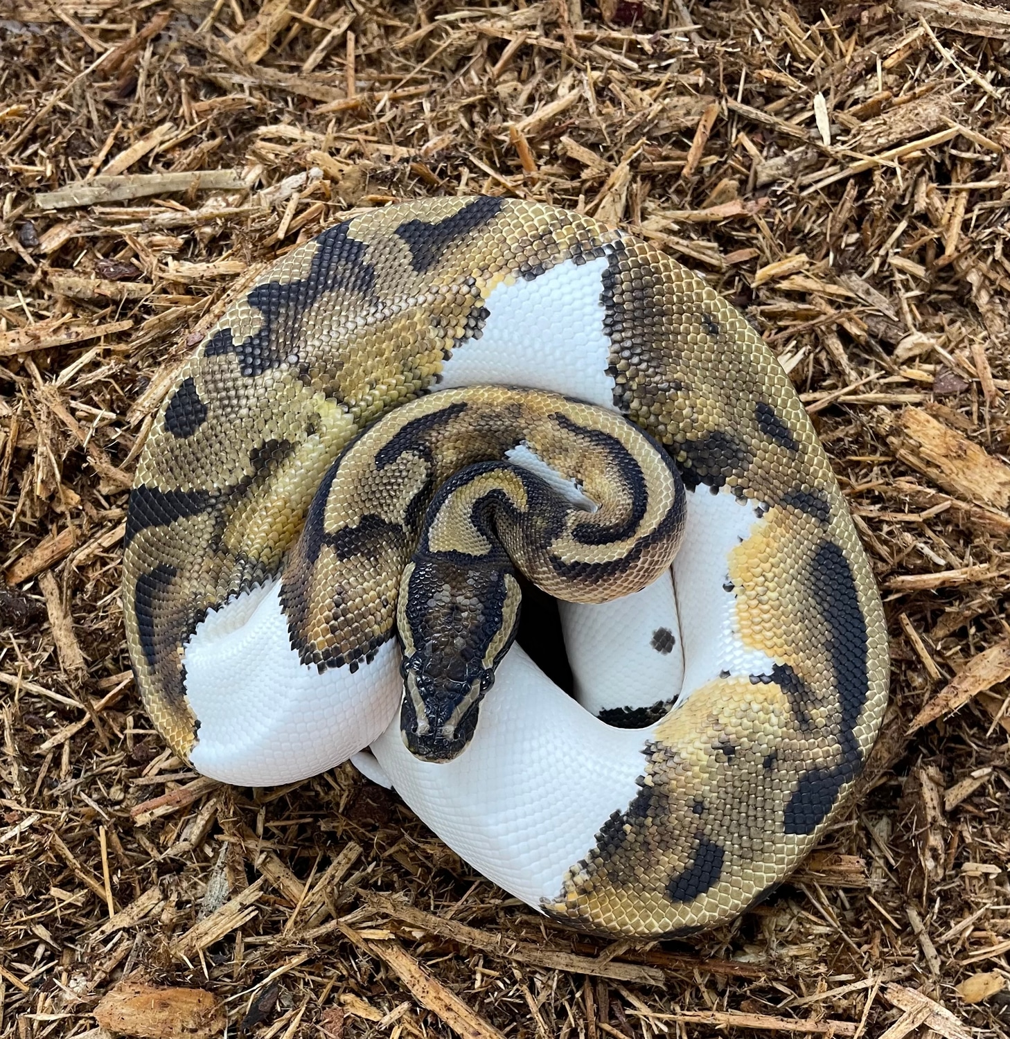 2022 Female Pied Ball Python by Chad Gray Reptiles - MorphMarket