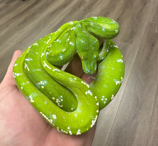Stunning Aru Female Green Tree Python by CK Reptiles