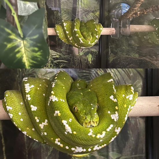 Extreme Hi White Aru Green Tree Python by CK Reptiles