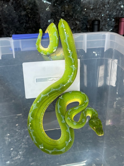 Stunning PURE Manokwari Green Tree Python by CK Reptiles