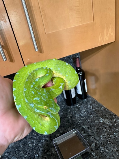 Pure Manokwari Green Tree Python by CK Reptiles