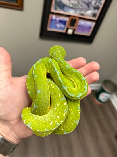 Stunning Jayapura Green Tree Python by CK Reptiles