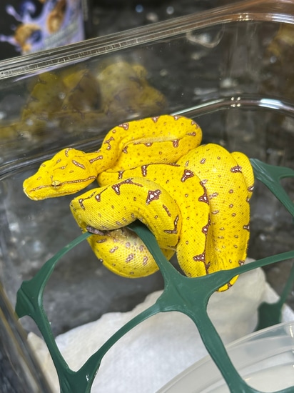 Manokwari Green Tree Python by CK Reptiles