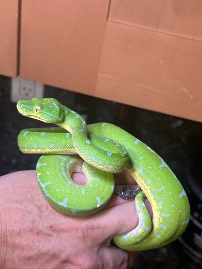Stunning Manokwari Green Tree Python by CK Reptiles
