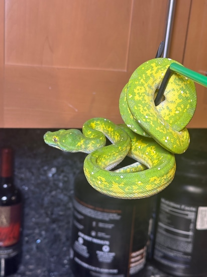 Nice Biak Green Tree Python by CK Reptiles
