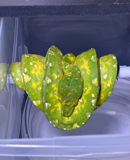 Nice Biak Green Tree Python by CK Reptiles