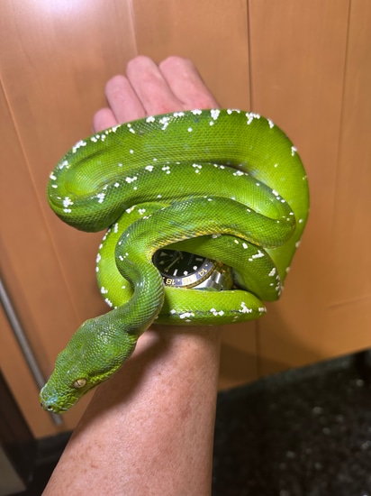 Hi White Aru Green Tree Python by CK Reptiles