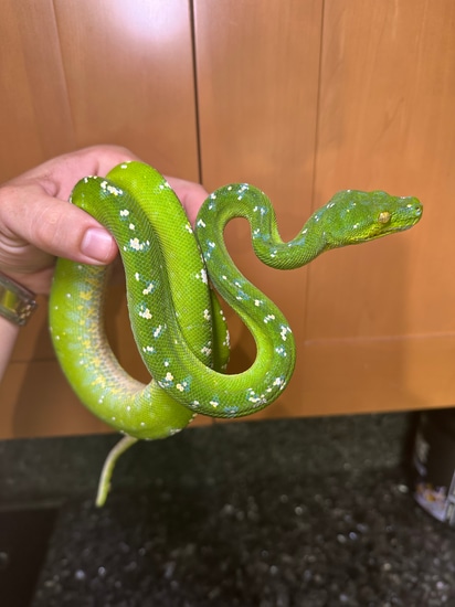 Hi White Aru Green Tree Python by CK Reptiles