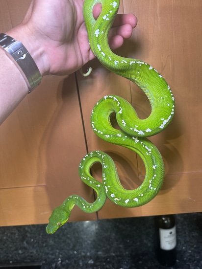 Hi White Aru Green Tree Python by CK Reptiles