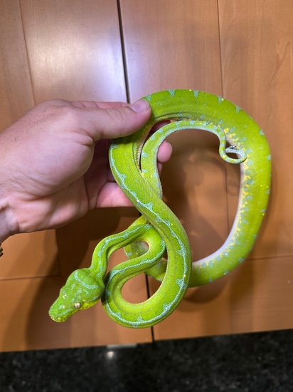 Smokin Jayapura Green Tree Python by CK Reptiles