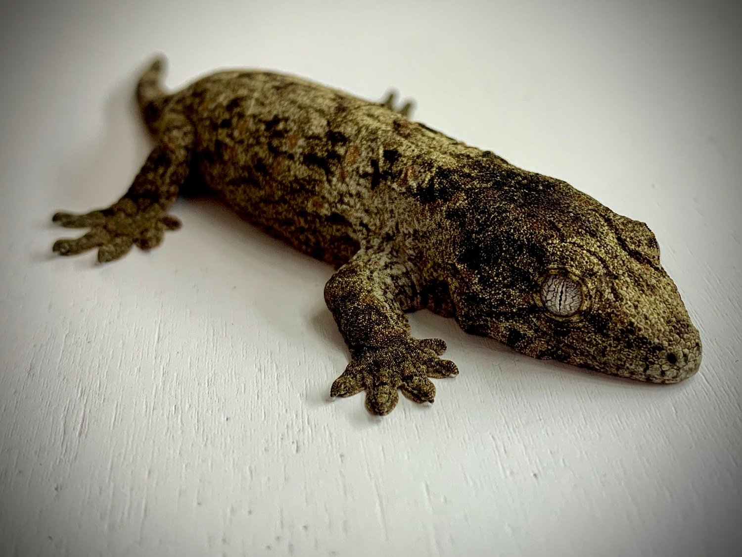 Geckos (Unsexed Fall Hatches) Leachianus Gecko by ChameleonCans