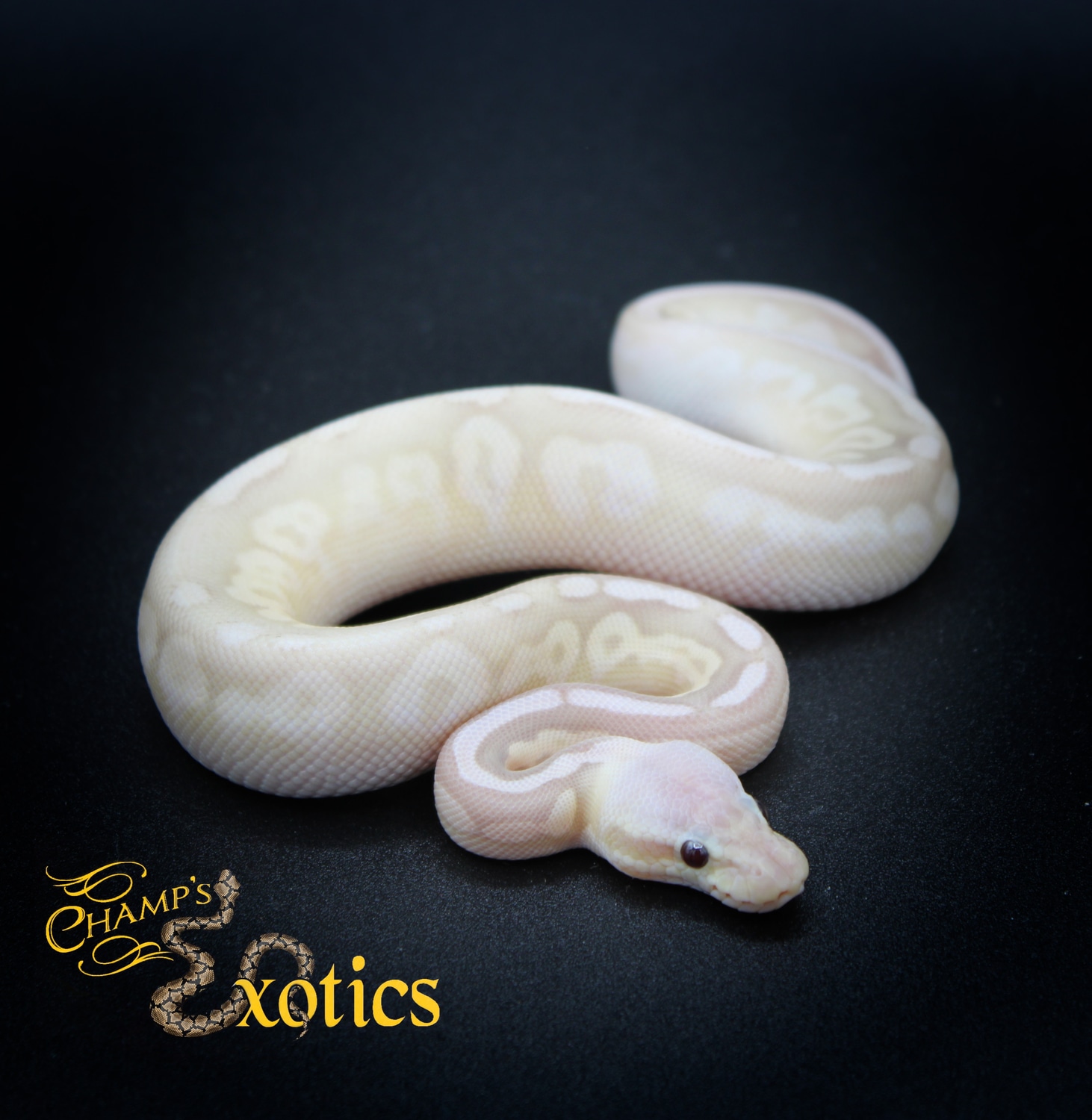 Banana Pewter Calico Ball Python by Champ’s Exotics MorphMarket