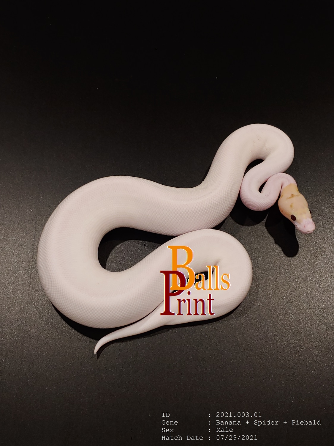 30 OFF!!! Almost 800g Male Banana Spider Piebald Ball Python by Balls