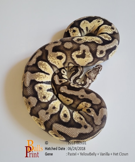 2018 Proven Breeder Ball Python by Balls Print