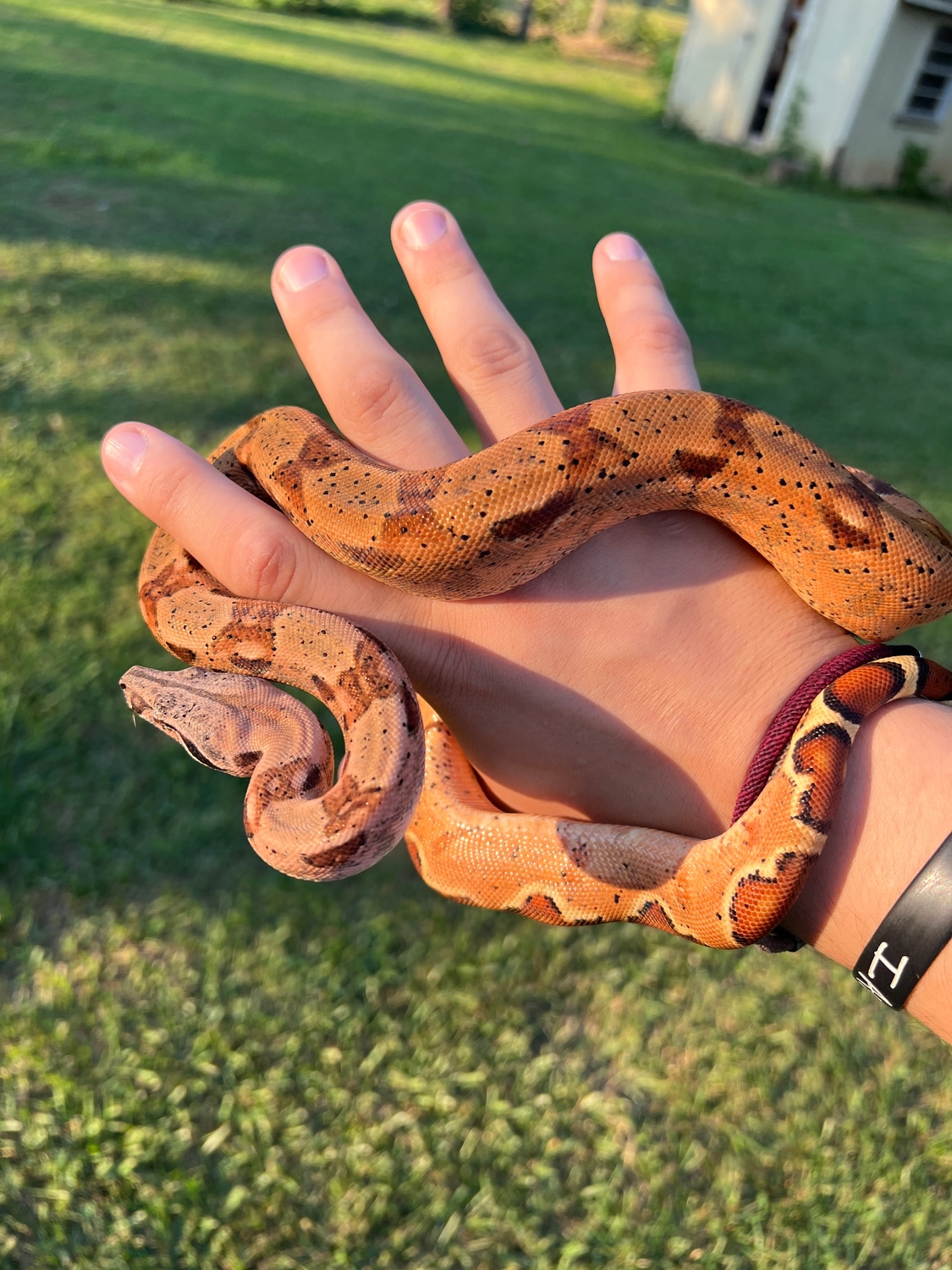 Hypo Het Coral Kahl Boa Constrictor by Chance’s Constrictors MorphMarket